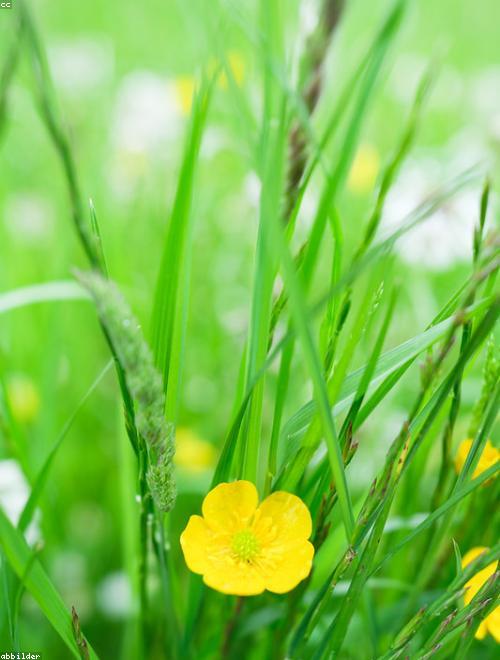 Ranunculus
