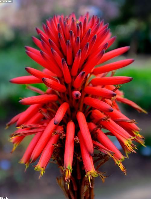 Red Hot Poker