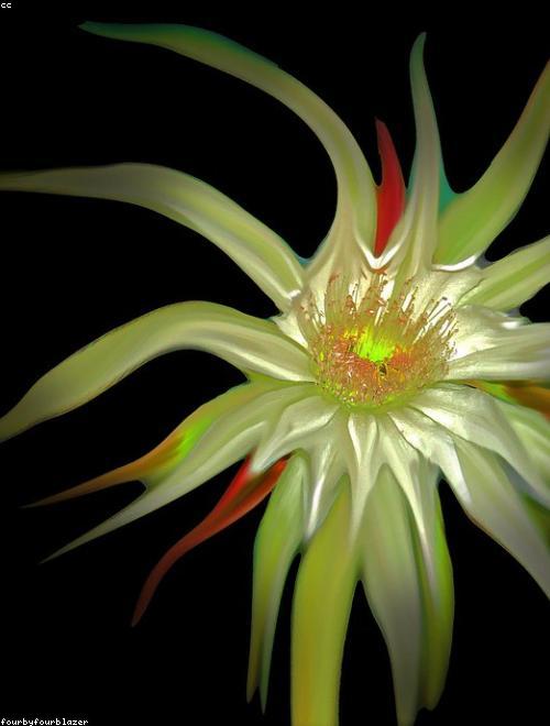 Red Torch Cactus