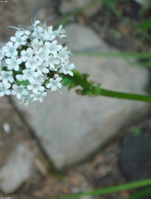 Red Valerian
