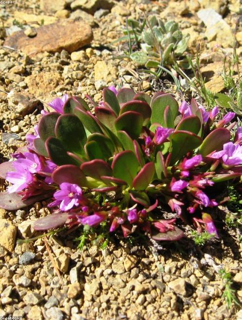 Rock Purslane