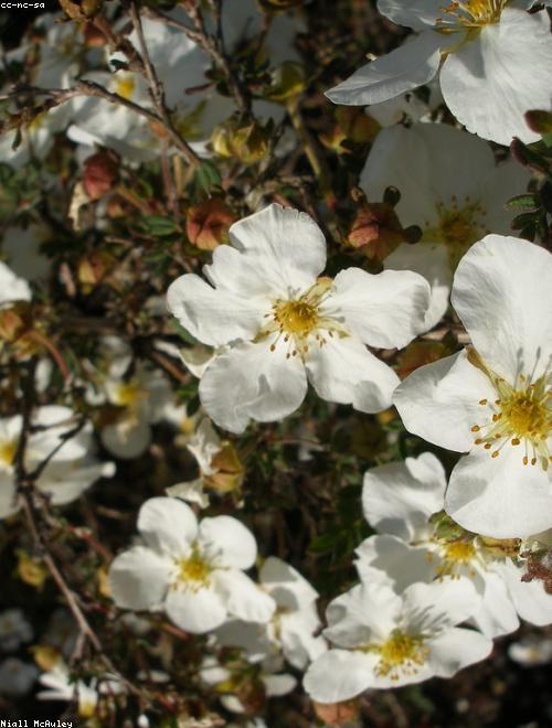 Rock Rose