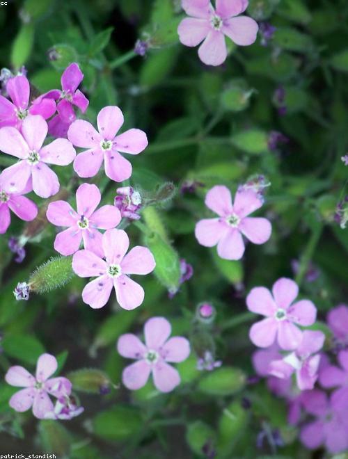 Rock Soapwort