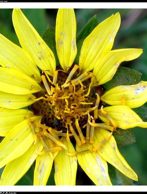 Rosinweed