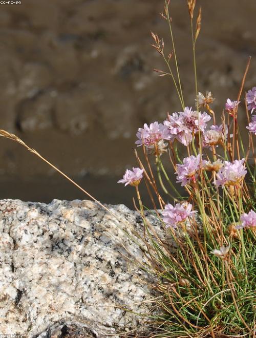 Sea Thrift