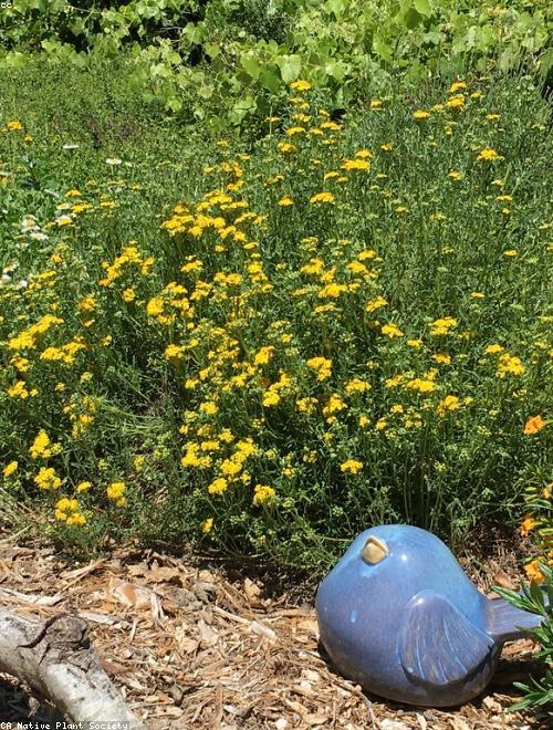 Seaside Daisy