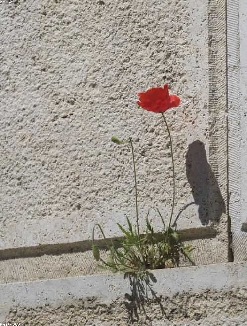 Serbian Bellflower