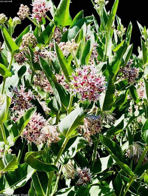 Showy Milkweed