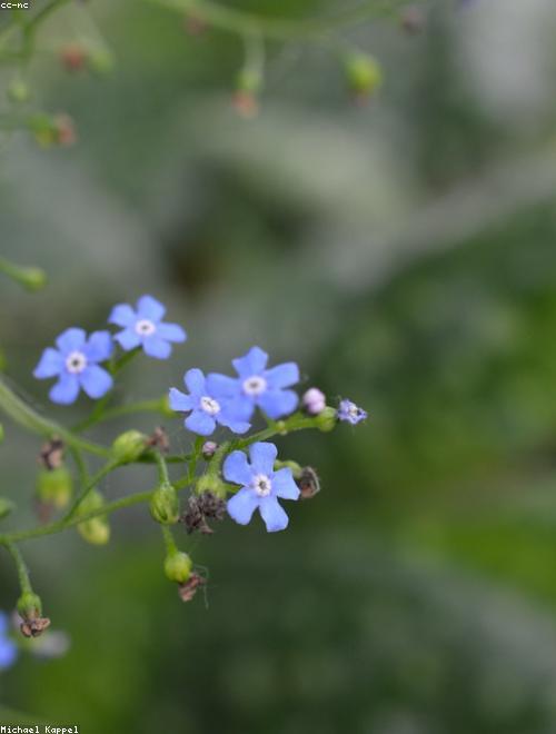 Siberian Bugloss
