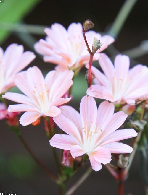 Siskiyou Lewisia
