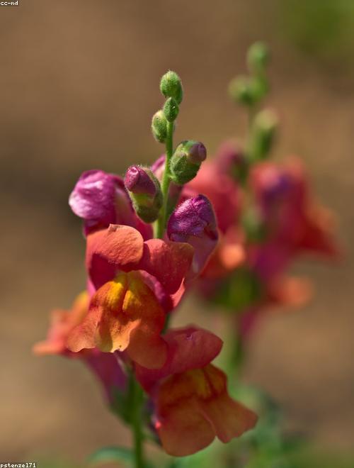 Snapdragon