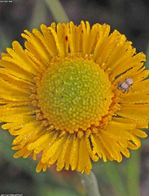 Sneezeweed