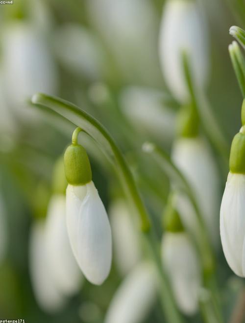 Snowdrop