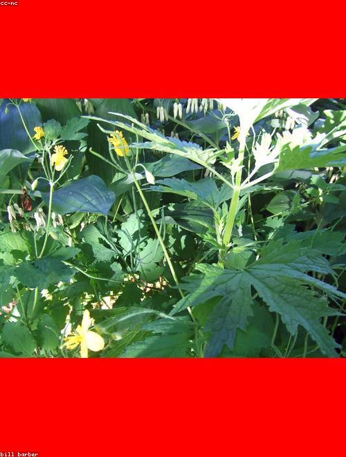 Solomon’s Seal