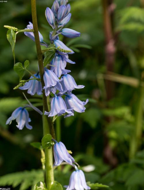 Spanish Bluebell