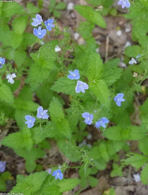 Speedwell