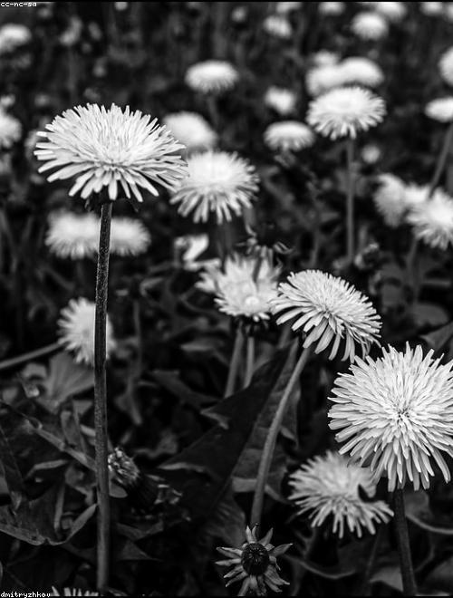 Spider Flower