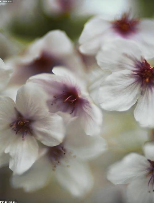 Spring Blossom