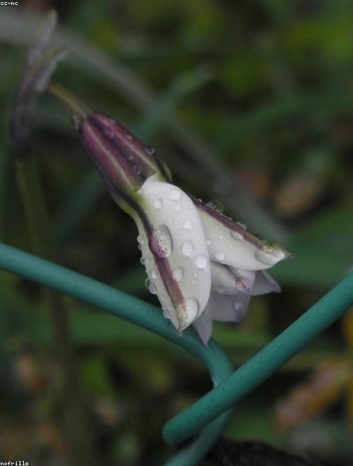 Spring Starflower