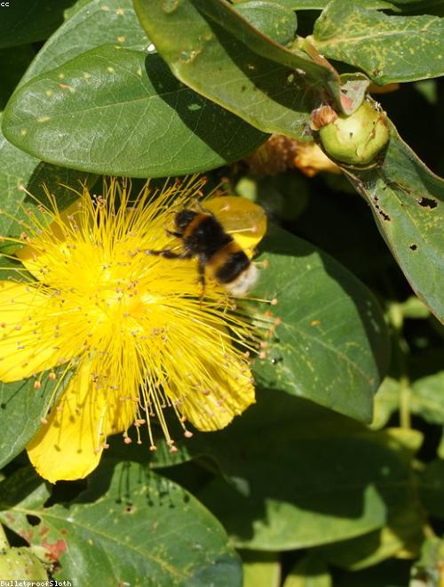 St. John’s Wort