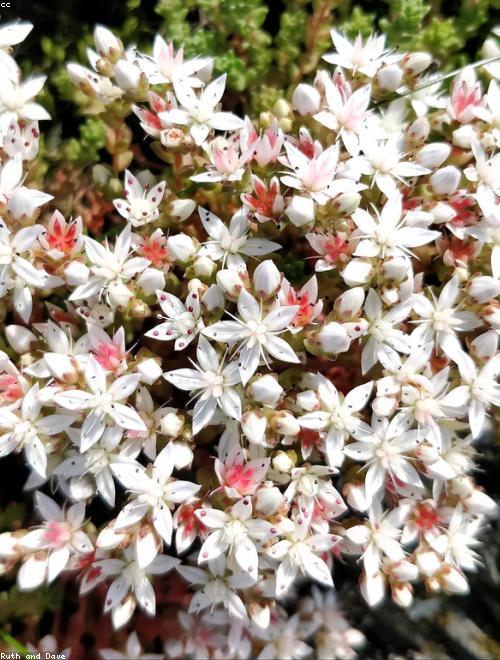 Stonecrop