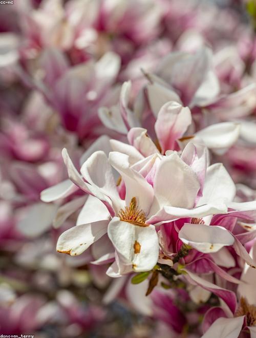 Sugarbowl Clematis