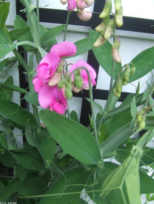 Sweet Pea