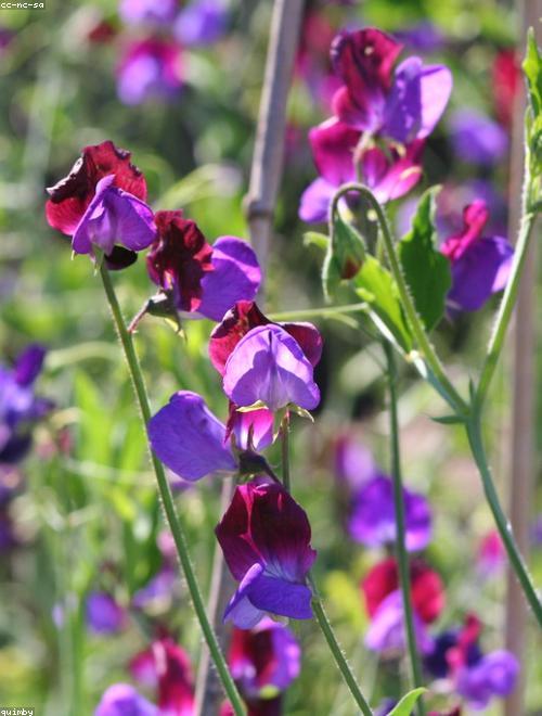 Sweet Pea
