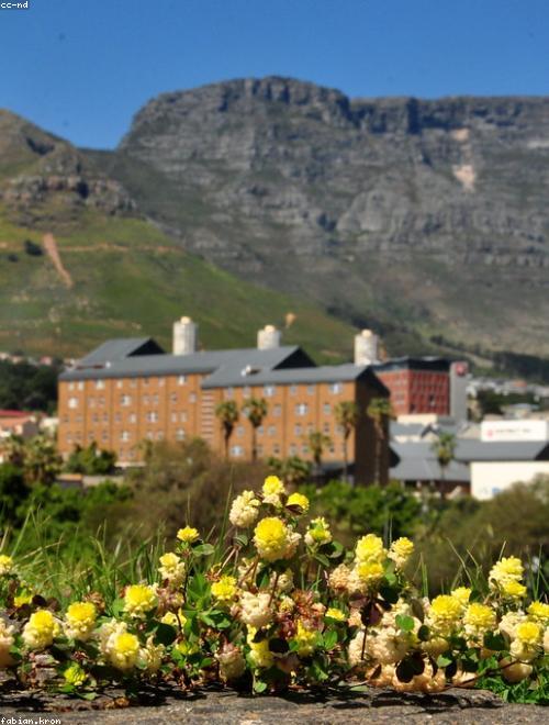 Table Mountain Watsonia