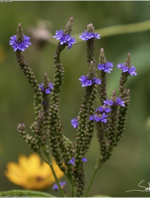 Tall Verbena