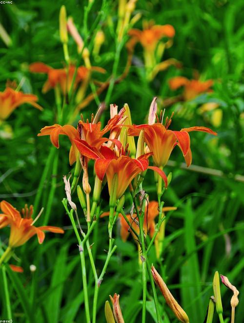 Tiger Flower