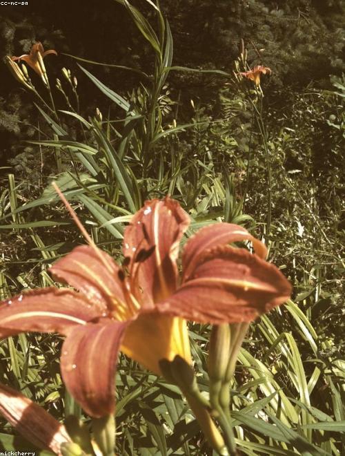 Tiger Lily