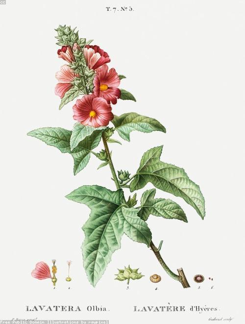 Tree Mallow