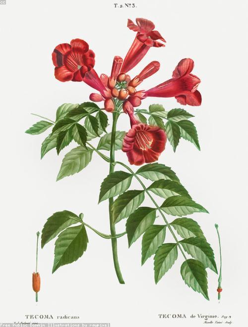 Trumpet Vine