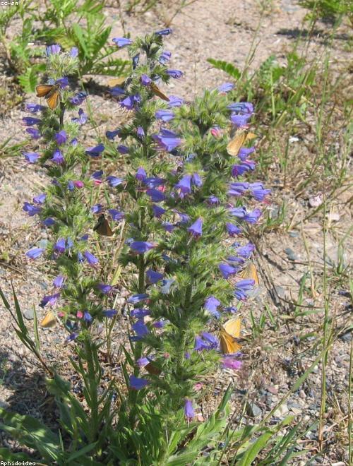 Vipers Bugloss
