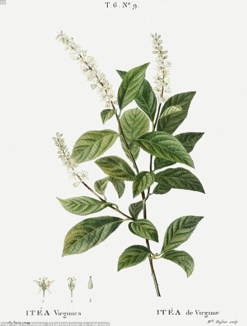 Virginia Sweetspire