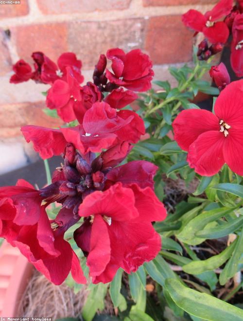 Wallflower