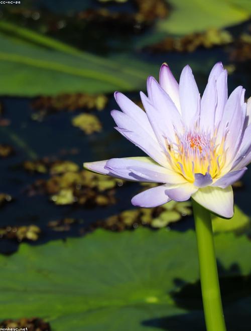Water Lily