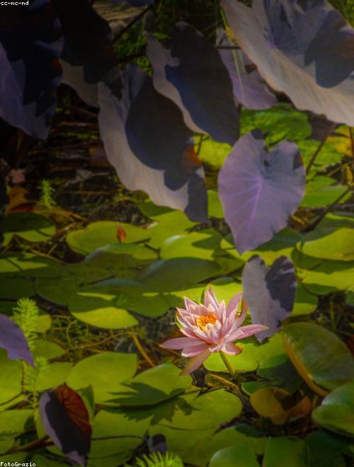 Water Lily