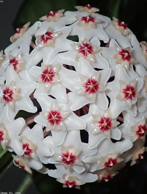 Wax Plant
