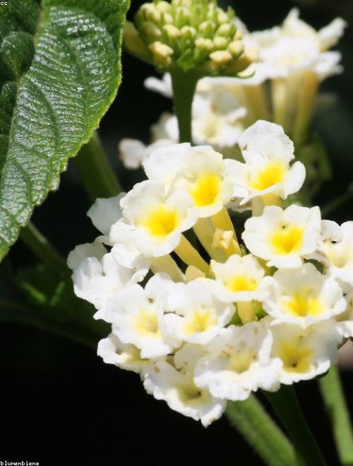 West Indian Jasmine
