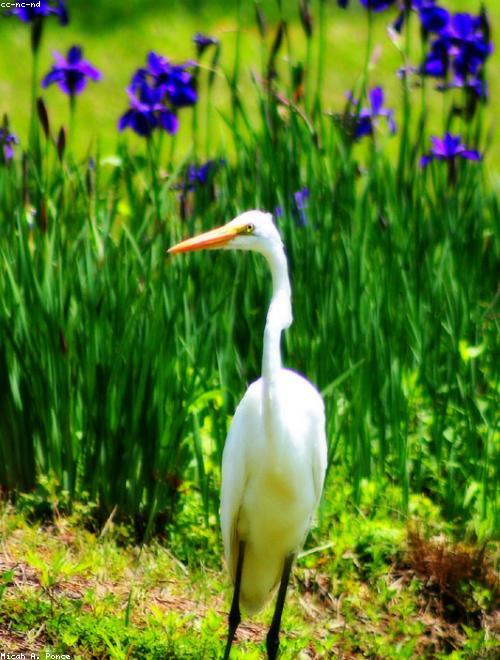 White Egret Orchid