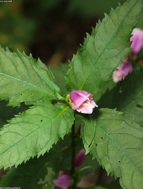 White Turtlehead