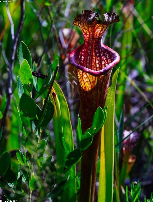 White-Topped Pitcher Plant