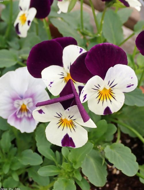 Wild Pansy