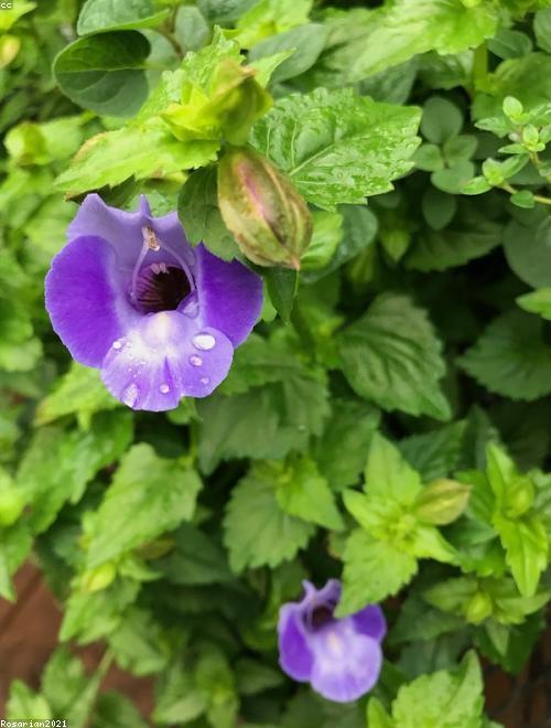 Wishbone Flower