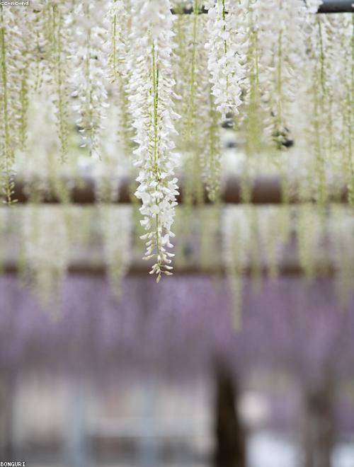 Wisteria