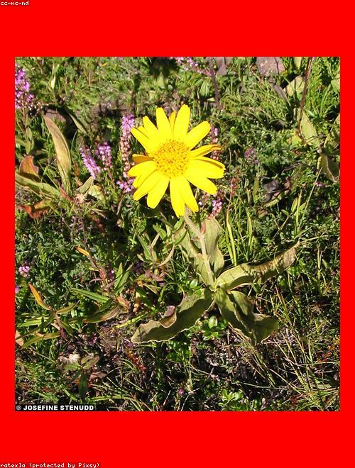 Wolfsbane