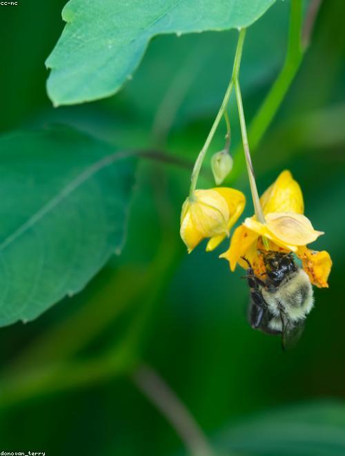 Yellow Jewelweed