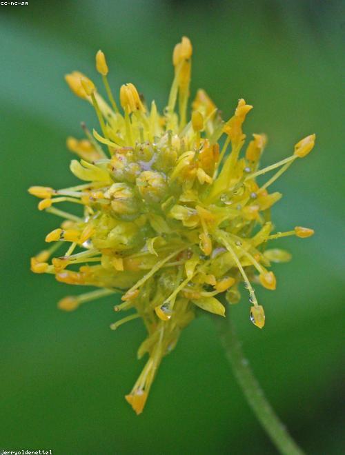 Yellow Loosestrife